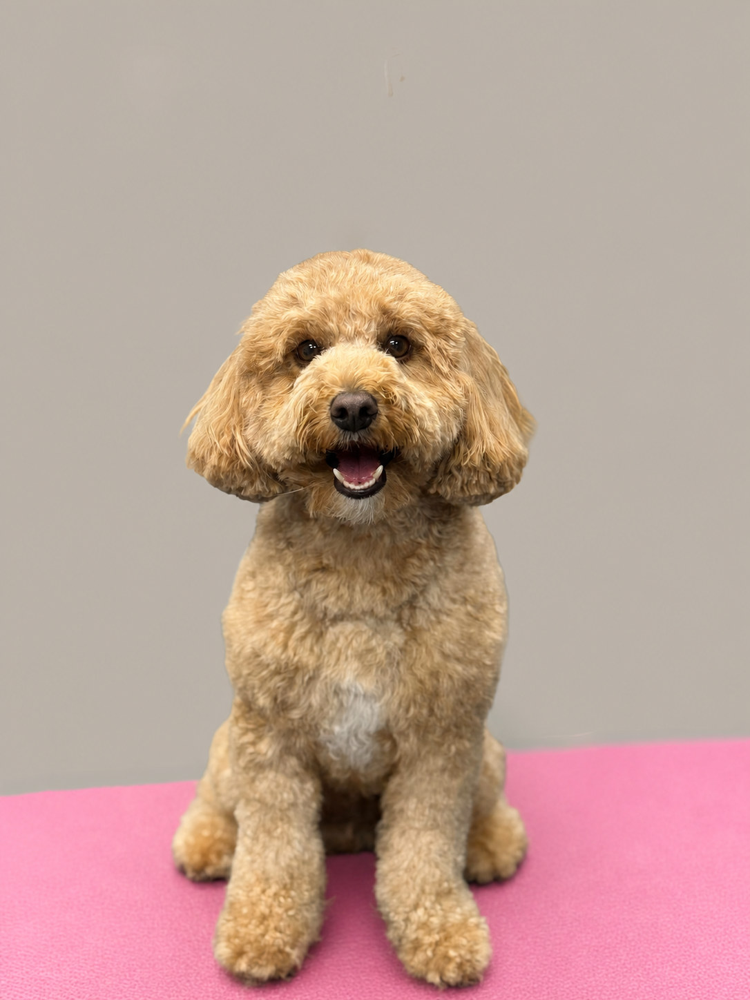 Apricot cockapoo sitting neatly after a full groom