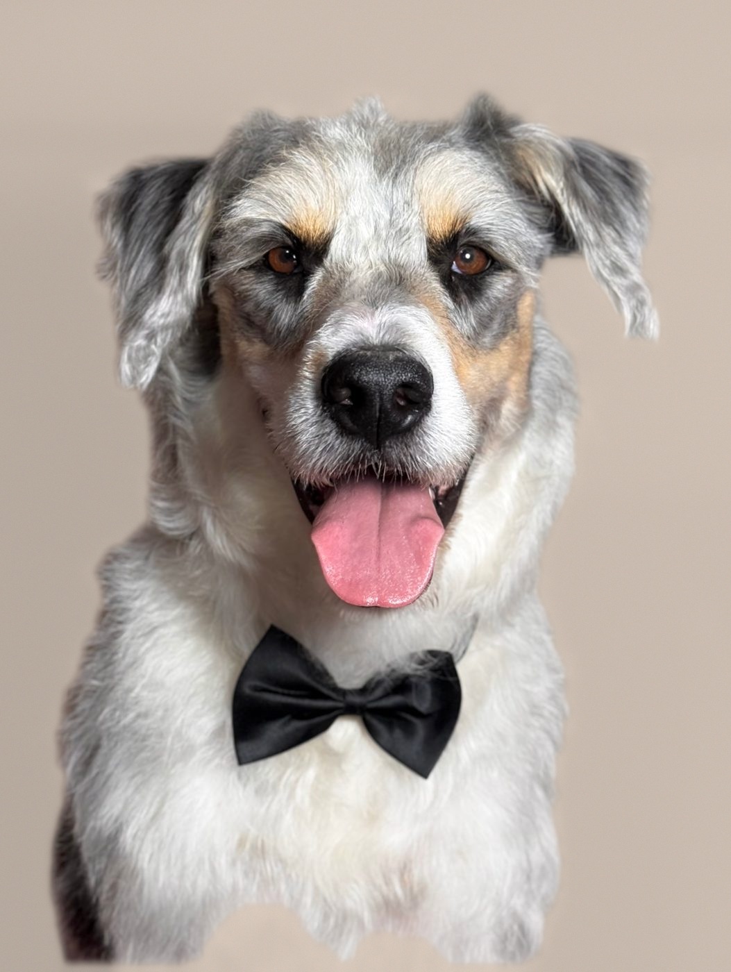 Australian shepherd wearing a black bow tie after a full groom