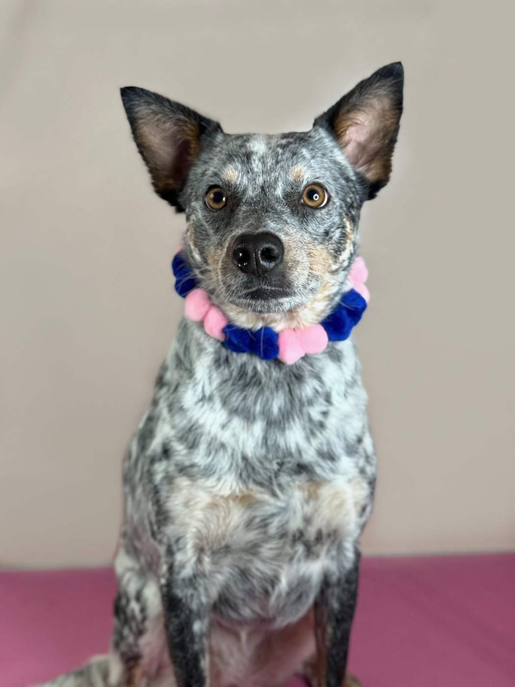 Blue heeler in a pink and blue pom-pom collar after a bath and blow dry