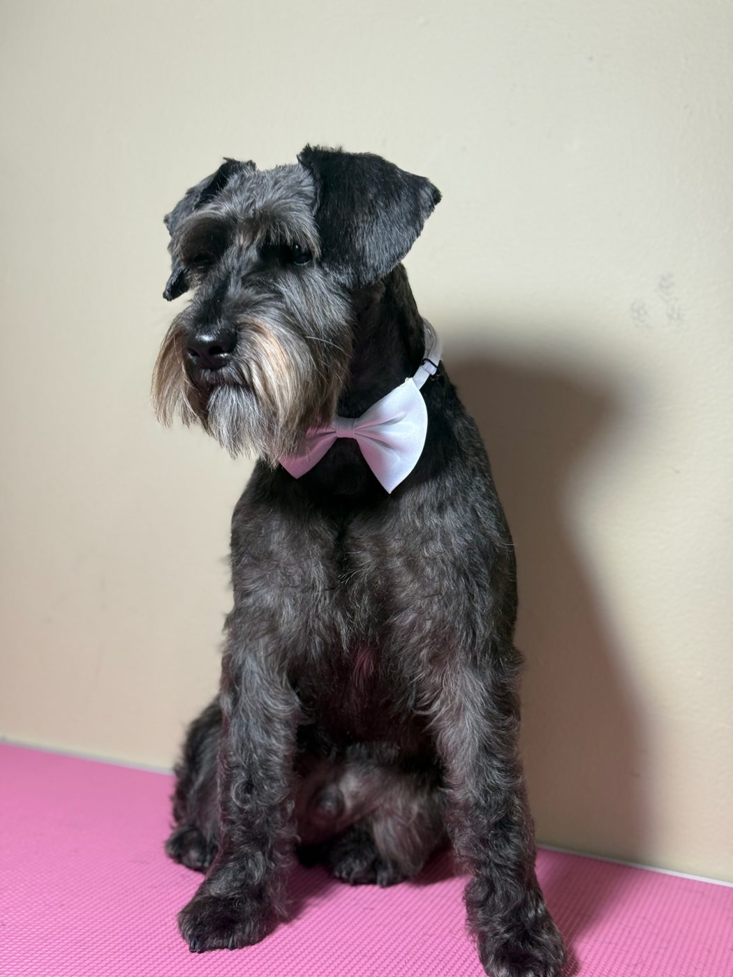 Schnauzer with a white bow tie, freshly trimmed