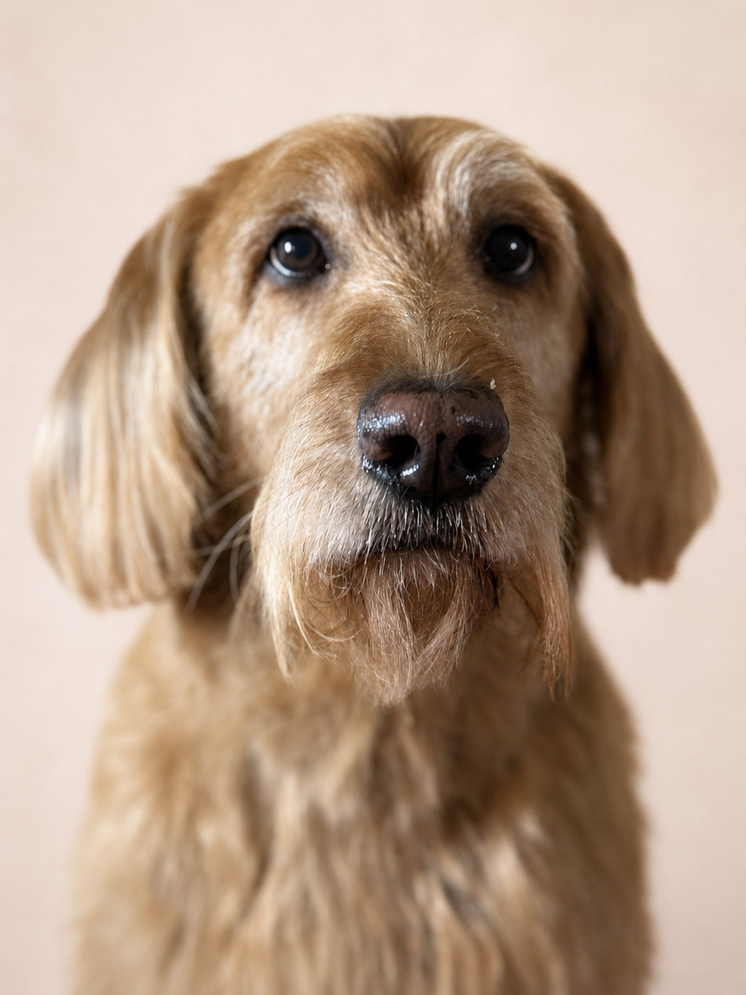 Wheaten mix in a close studio portrait, brushed out and finished