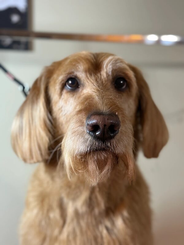 Carmel's doodle after a calm groom at Pawline
