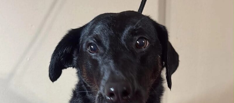Kolin's pup at the Pawline studio