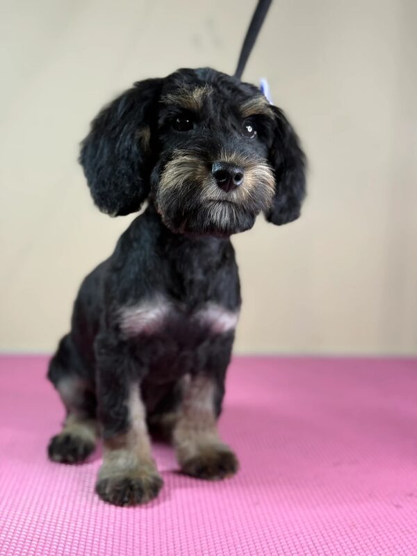 Victoria's puppy after her first groom at Pawline